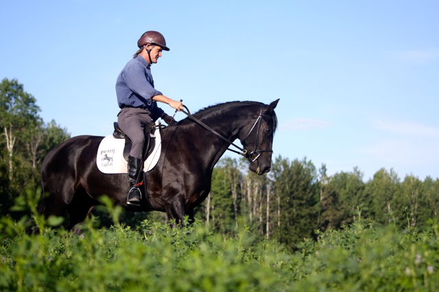 Chris and his young Friesian/Hanoverian filly
