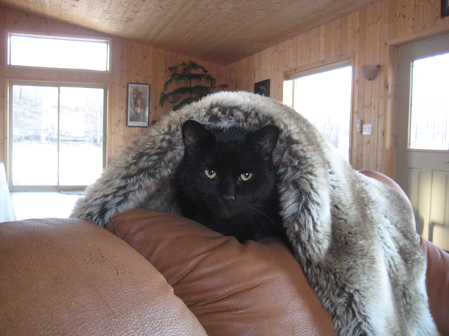 Clubhouse Mascot