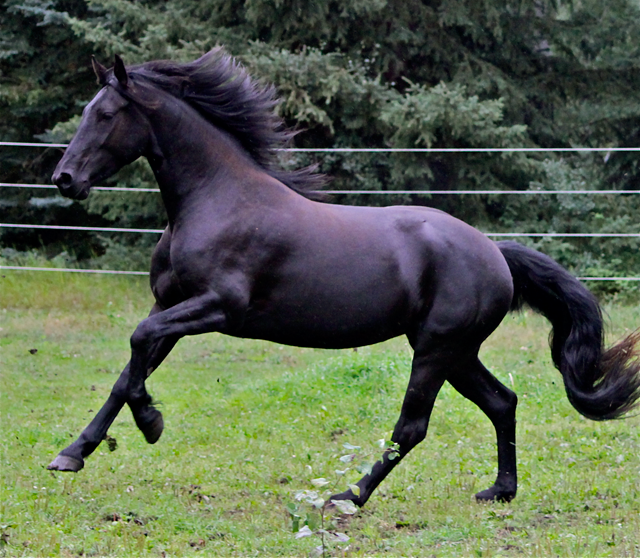 Tsunamis 3-year-old filly 