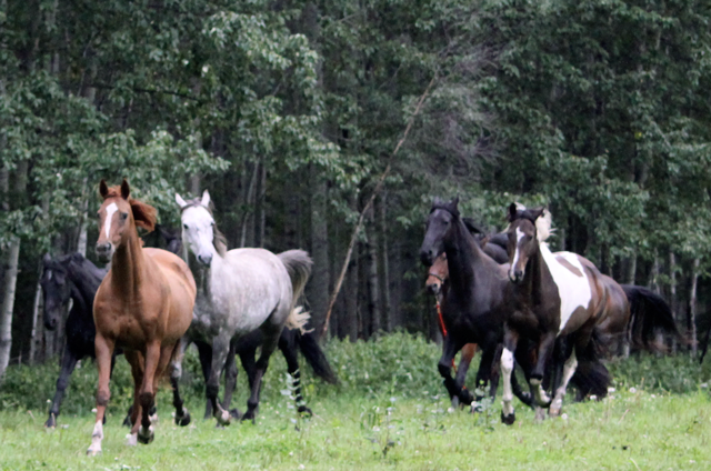 The Riversong Herd